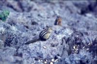 Albums/19750700-USA75/13