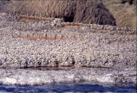 Albums/19750700-USA75/32