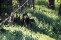 Albums/19750700-USA75/42