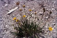 Albums/19750700-USA75/63