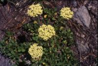 Albums/19750700-USA75/64