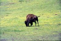 Albums/19750700-USA75/68