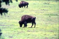 Albums/19750700-USA75/69