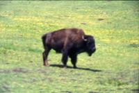 Albums/19750700-USA75/70