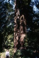 Albums/19750700-USA75/84