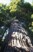 Albums/19750700-USA75/86