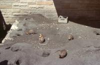 Albums/19800801-Canada/19800801-Winpeg/6