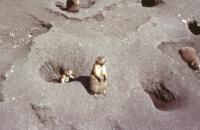 Albums/19800801-Canada/19800801-Winpeg/7