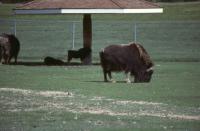 Albums/19800801-Canada/19800801-Winpeg/9