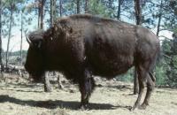 Albums/19800801-Canada/19800804-BtoS/33