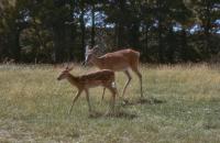 Albums/19800801-Canada/19800804-BtoS/30