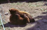 Albums/19800801-Canada/19800804-BtoS/37