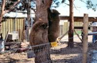 Albums/19800801-Canada/19800804-BtoS/38