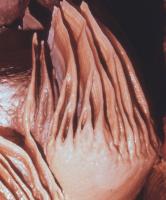 Albums/19800801-Canada/19800804-BtoS/8