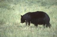 Albums/19800801-Canada/19800804-BtoS/36