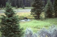 Albums/19800801-Canada/19800806-Yell/101