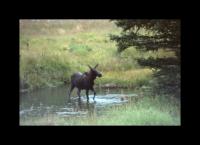 Albums/19800801-Canada/19800806-Yell/102