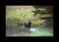 Albums/19800801-Canada/19800806-Yell/103