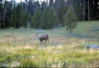 Albums/19800801-Canada/19800806-Yell/2