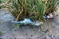 Albums/19800801-Canada/19800806-Yell/30