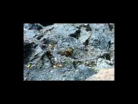 Albums/19800801-Canada/19800806-Yell/60