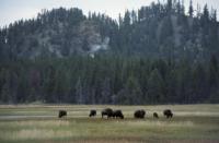 Albums/19800801-Canada/19800806-Yell/0