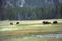 Albums/19800801-Canada/19800806-Yell/1