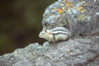 Albums/19800801-Canada/19800806-Yell/3