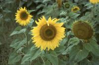 Albums/19800801-Canada/19800807-YtoW/3