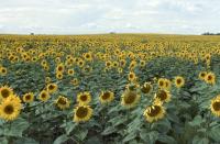 Albums/19800801-Canada/19800807-YtoW/4