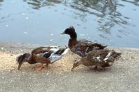 Albums/19800801-Canada/19800807-YtoW/7