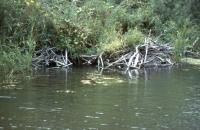 Albums/19800801-Canada/19800807-YtoW/11