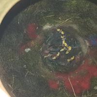 Albums/20200531-Great_Tits/13