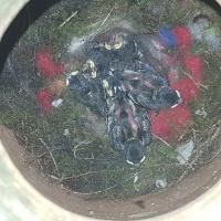 Albums/20200531-Great_Tits/15