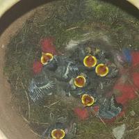 Albums/20200531-Great_Tits/16