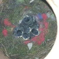 Albums/20200531-Great_Tits/17