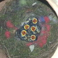 Albums/20200531-Great_Tits/18