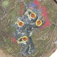 Albums/20200531-Great_Tits/20