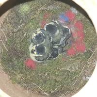 Albums/20200531-Great_Tits/21