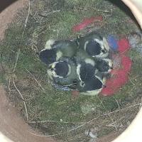 Albums/20200531-Great_Tits/24