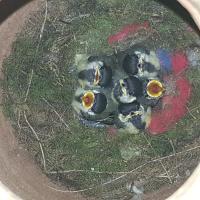 Albums/20200531-Great_Tits/25