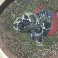 Albums/20200531-Great_Tits/26