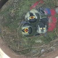 Albums/20200531-Great_Tits/27