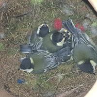 Albums/20200531-Great_Tits/28