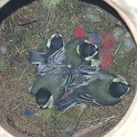 Albums/20200531-Great_Tits/29