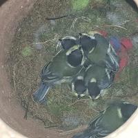 Albums/20200531-Great_Tits/30