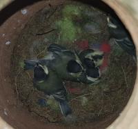 Albums/20200531-Great_Tits/31