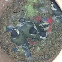 Albums/20200531-Great_Tits/32