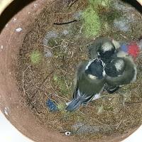 Albums/20200531-Great_Tits/33